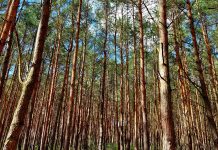Sprzeciw wobec rezygnacji Lasów Państwowych z certyfikacji FSC
