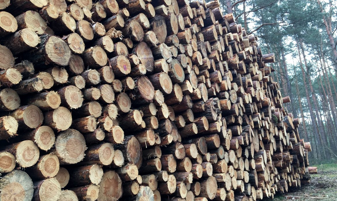 <strong>Organizacje branżowe przeciwne wcześniejszemu rozpoczęciu procedur sprzedaży drewna</strong>