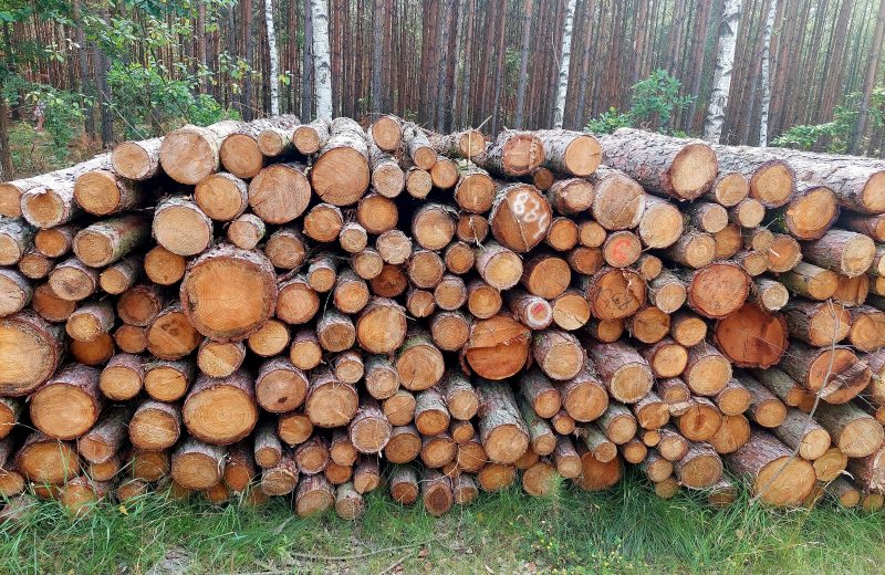 Przemysł drzewny apeluje do premiera